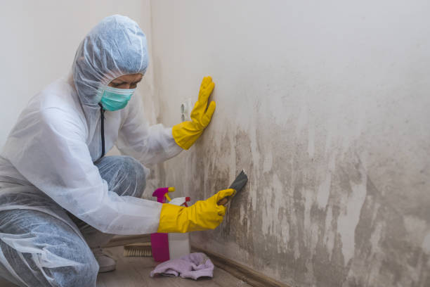 Best Toxic Mold Removal  in North Cape May, NJ