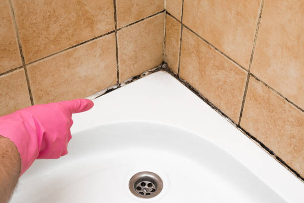 Professional Mold Removal in North Cape May, NJ